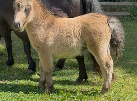 Registered Miniature Shetland filly