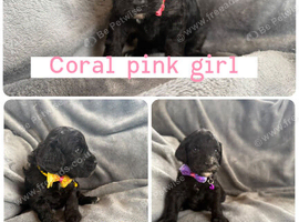 Beautiful cockapoo puppies for sale