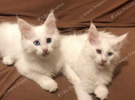 Beautiful Maine coon males