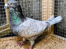RARE ALMOND RACING PIGEON COCK BIRDS
