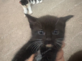 beautiful black and white kittens