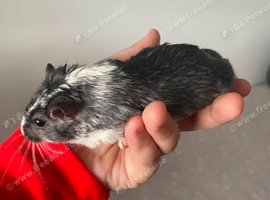 2 male gerbils 7 months old