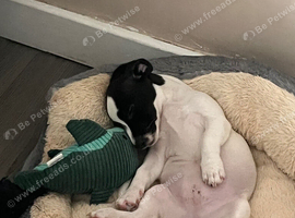 Jack Russell x Chihuahua