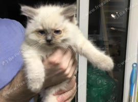 Ragdoll kittens