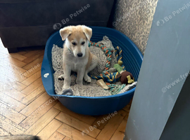 White Swiss shepherd / timber wolf dog