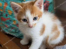 Ginger and white kitten last of litter
