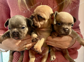 Lilac/cream,platinum & fawn frenchie puppies