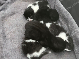 5 kittens mixed breed