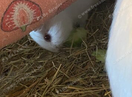 Father and son Guinea-pigs for sale