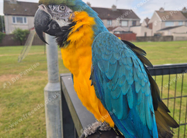 Blue & Gold Macaw