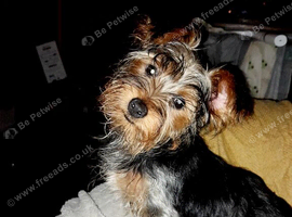 12 week old female Yorkshire terrier puppie