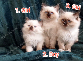 Ragdoll kittens. Ready for their new homes