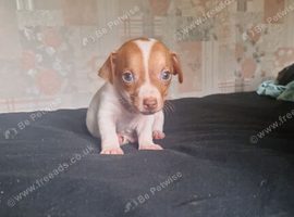 8 week old jack Russell puppy boy