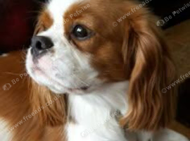 Older Healthy Cavalier King Charles Spaniel