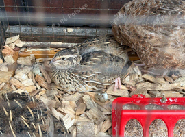 4 Hens 1 Cock