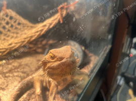 Male and female bearded dragon