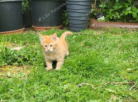 5 kitten needs a new home un 2 weeks