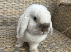 Seal point mini lop Doe looking for 5* home.