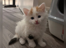 15 week kitten