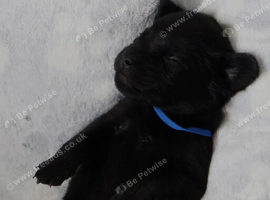 Labrador x fluffy French bulldog