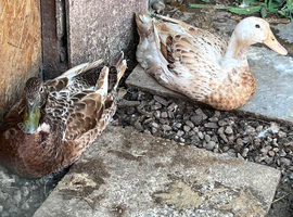 Welsh harlequin pair
