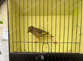 Mutation greenfinches