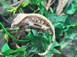 Cream extreme harlequin crested and full set up