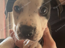 2  Staffy x pups