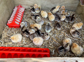 Chicks