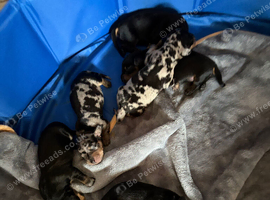 Kc miniature sausage dogs