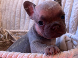Lilac/cream,platinum & fawn frenchie puppies