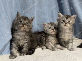 Maine coon kittens, ready soon
