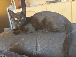 Male kitten