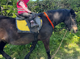 Dartmoor Pony