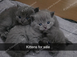 BRITISH SHORT HAIR KITTENS