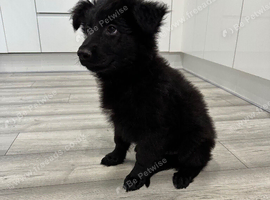 German shepherd puppies