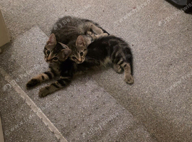 Beautiful fluffy, Bengal cross, male and female kittens