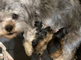 Adorable Lhasa Apso Boy puppies for sale
