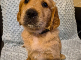 Golden retriever puppy's