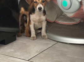 JACK RUSSELL PUPPIES