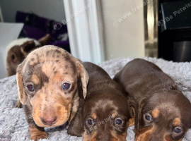 Kc registered Miniature dachshunds health clear