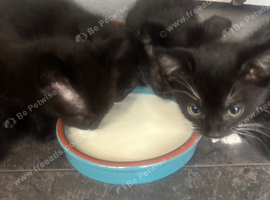 Beautiful litter of girls