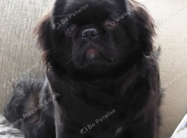 FLUFFY PUG STUD carries every colour Inc husky
