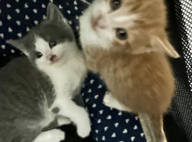 TABBY TUXEDO KITTENS FOR SALE