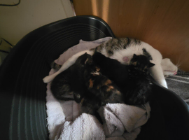 Kittens will be ready July17th