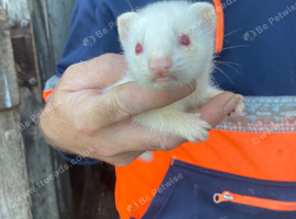 Ferret and polecat kits for sale