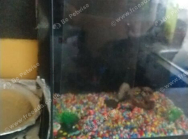 Cube glass fish tank