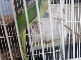 Alexander pair