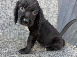 cocker spaniel puppies for sale