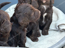 Beautiful cockapoo puppies
